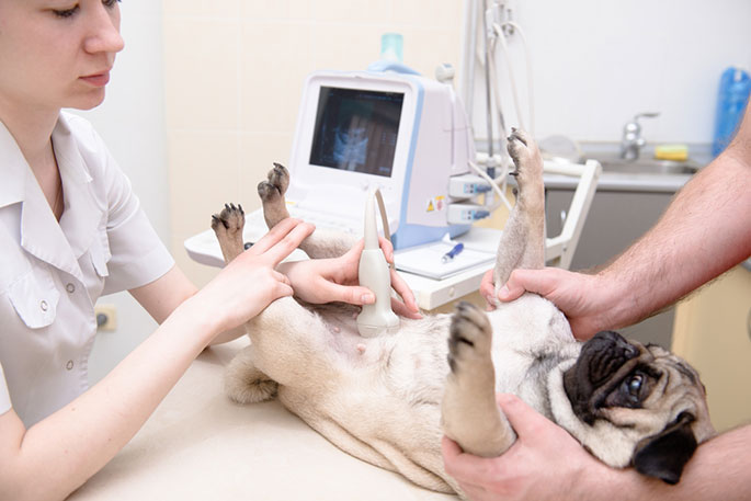 veterinary ultrasound machine