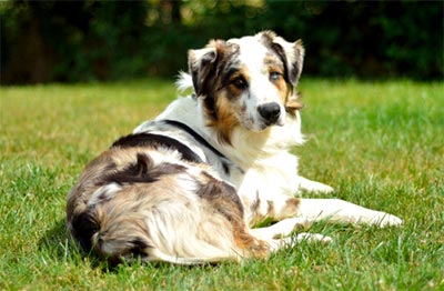 Australian Shepherd