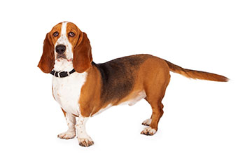 Basset Hound