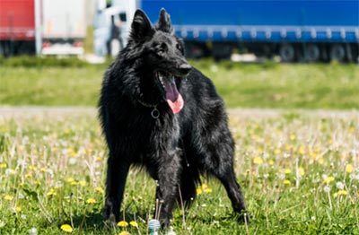 Belgian Sheepdog