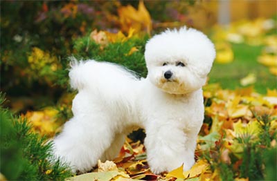 Bichon Frise