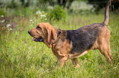 Bloodhound