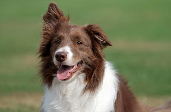 Border Collie