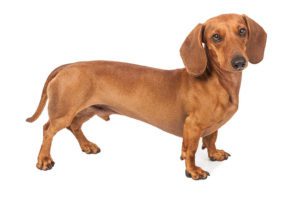 Dachshund - short legged dog