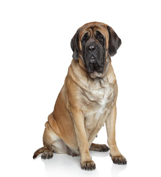 Is English Mastiff clingy?