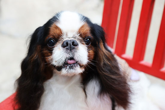 is English Toy Spaniel a velcro dog?