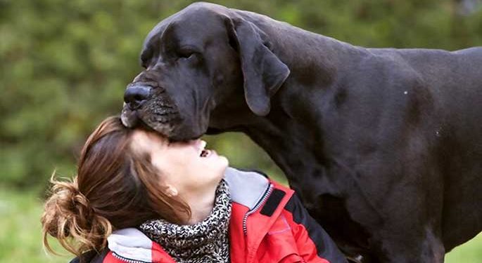 Great Dane is a velcro dog