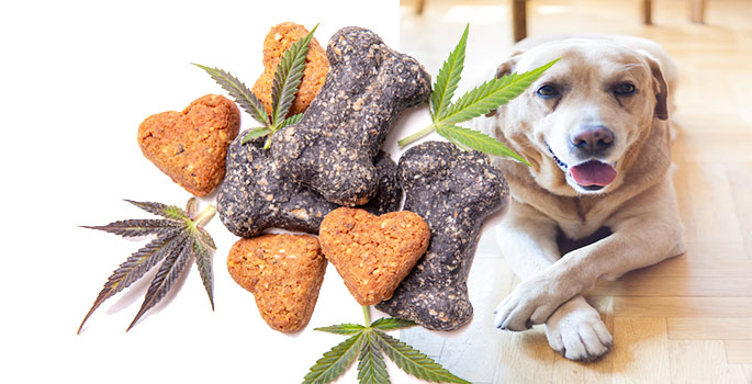 How Can CBD Oil Help Your Dog