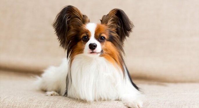 Papillon - a velcro dog