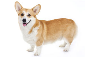 Pembroke Welsh Corgi short legged dog