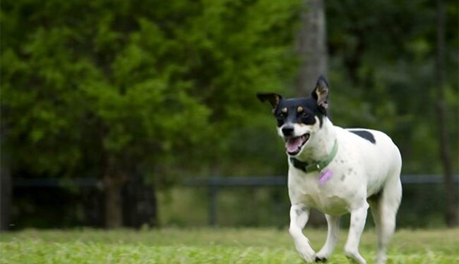 The Rat Terrier - a velcro dog