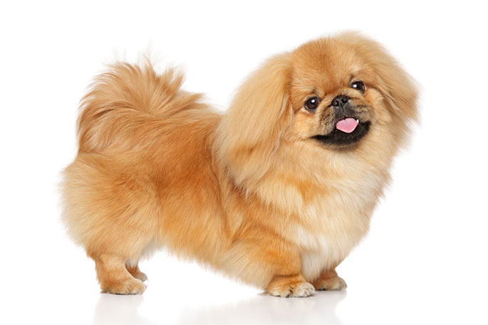 Dog with little legs cheap