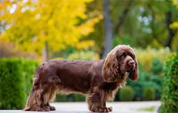 Sussex Spaniel