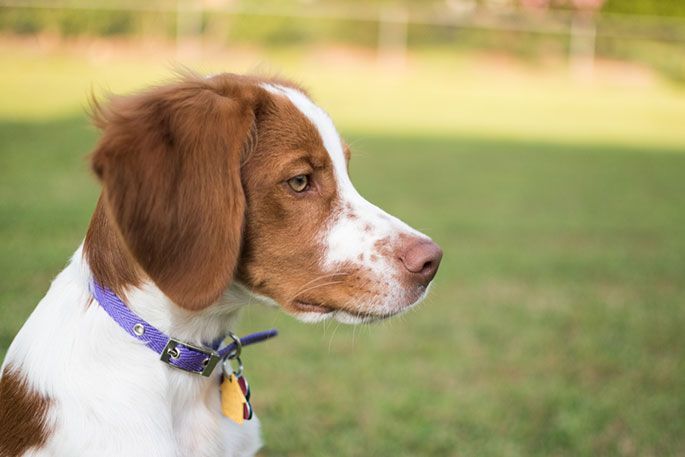 Things to Know Before Purchasing Dog Collars