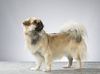 Tibetan Spaniel- short legged dog