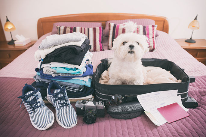 Travelling with Your Pet Via Car, Plane and Train