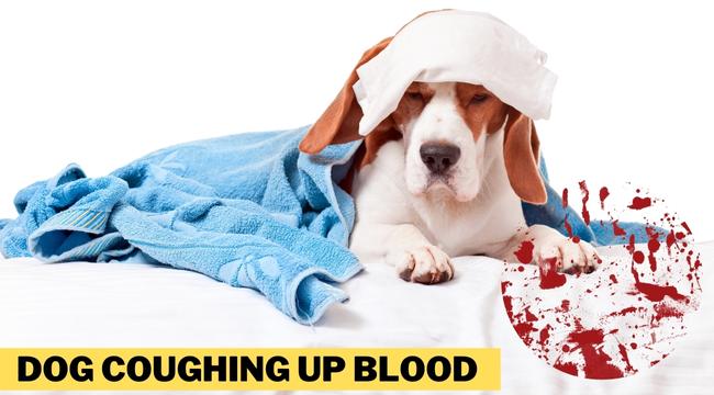 dog coughing up blood
