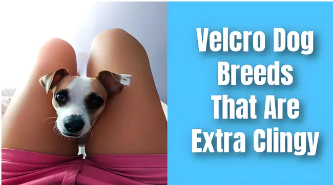 Velcro Dogs: 7 Signs Your Pup Is Super Clingy