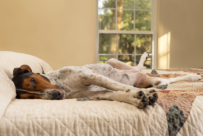 Can Dogs Be Allergic to Their Beds?