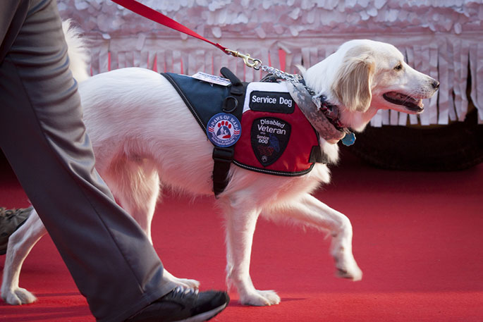 Best Service Animals