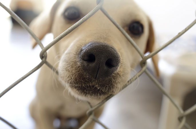 Bringing a Shelter Dog Home