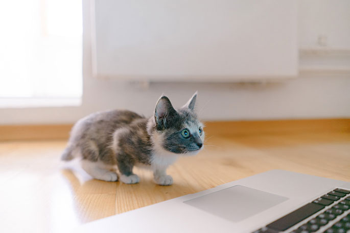 Kittens get their first vaccines and socialize 