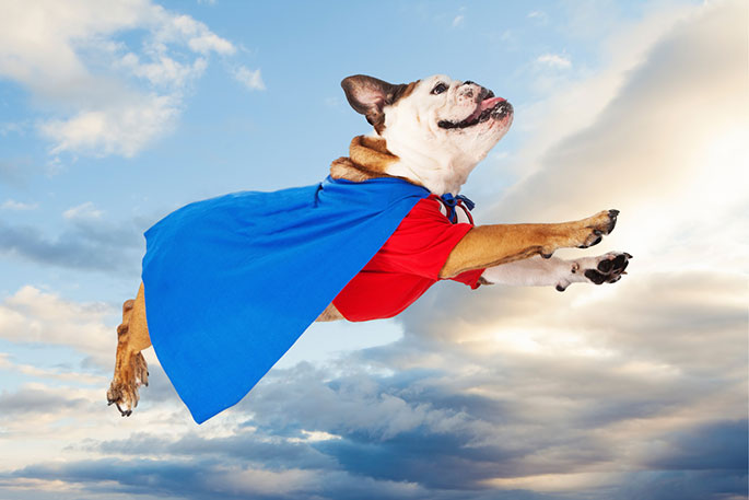 3 Ways That Dogs Are Superheroes in Disguise