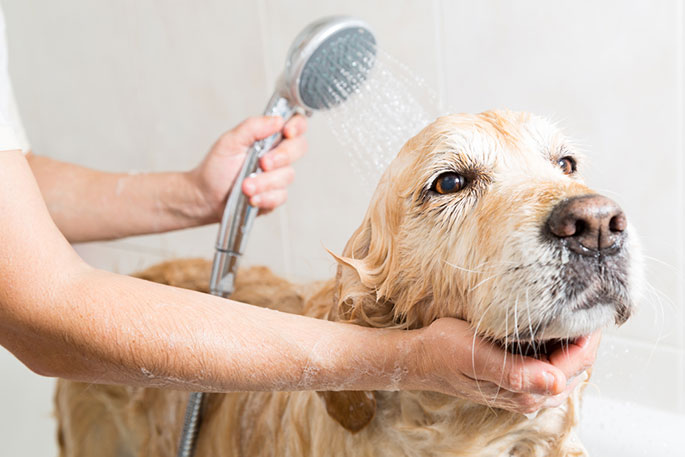 Best Ways To Bathe Your Dog