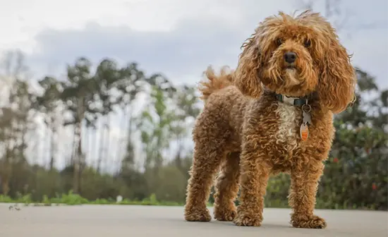 Bichpoo teddy bear dog