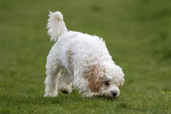 Cavachons a popular teddy dog