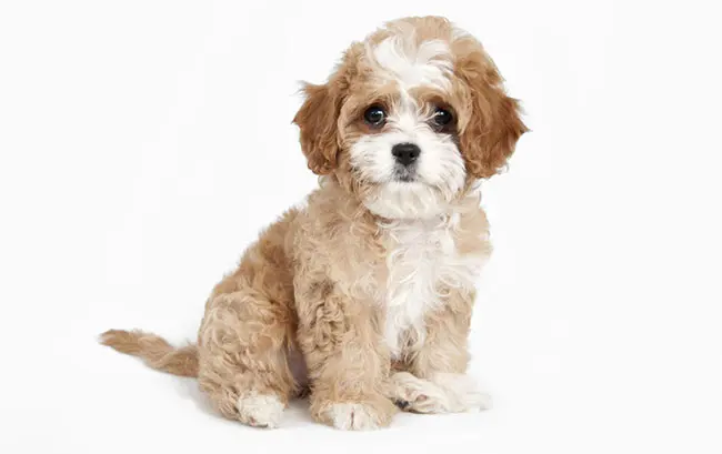 Cavapoo