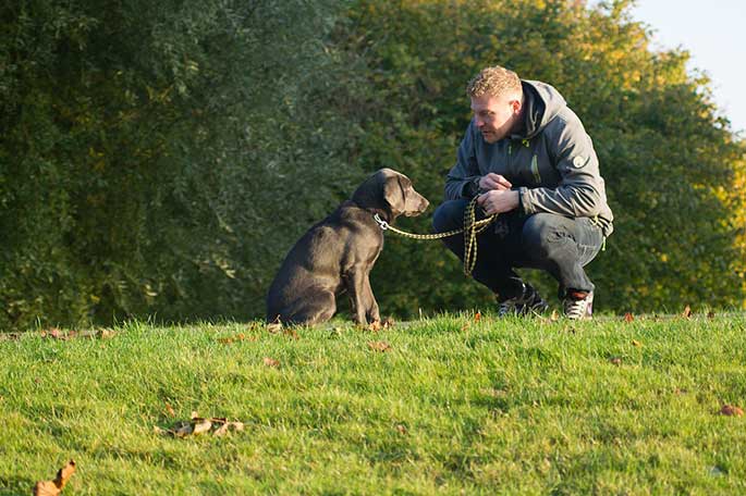 Dogs Are Great for Retirement