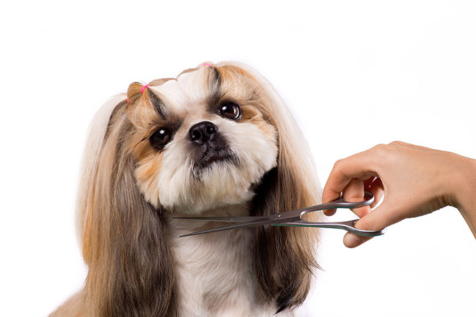 Make Your Dog Look More Appealing – Best Tips For Grooming