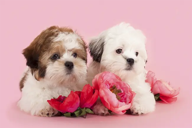 Maltese Shih Tzu