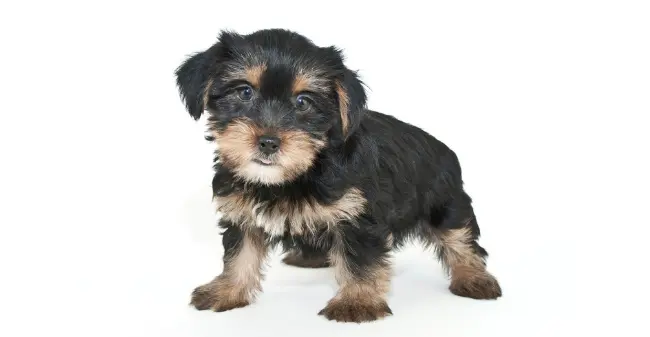 Morkie teddy bear dog