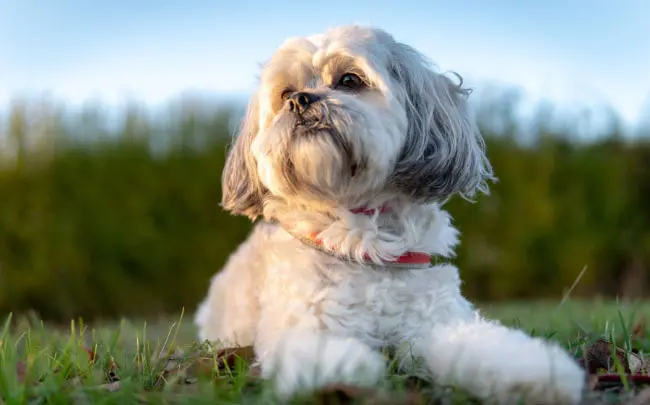 Shih-Poo is an adorable mixed breed dog 