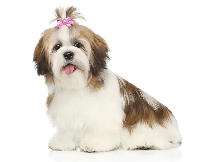 Shih Tzu teddy bear dog