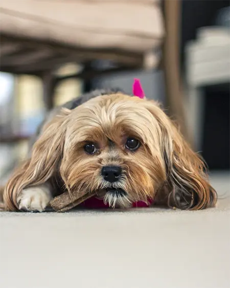 Shorkie teddy bear puppy