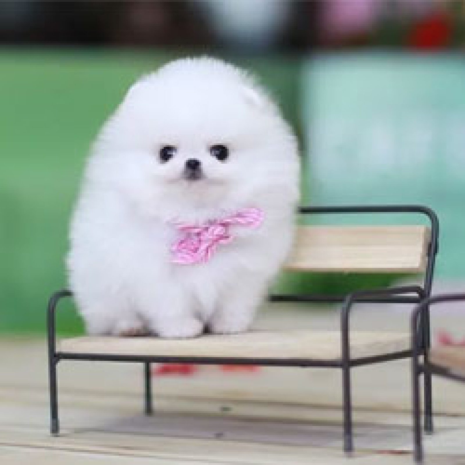 15 Teddy Bear Dog Breeds | Most Beautiful Dogs in the World