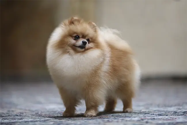 pomeranian teddy dog