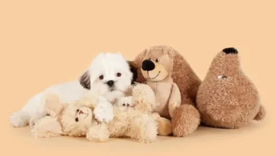 teddy bear dogs