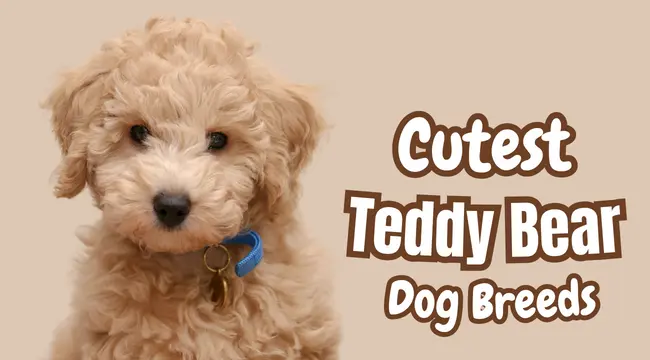 15 Teddy Bear Dogs That Will Melt Your