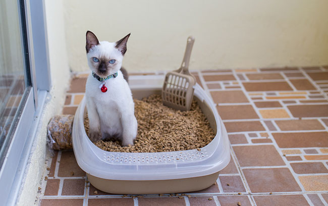  Choose a cat litter 