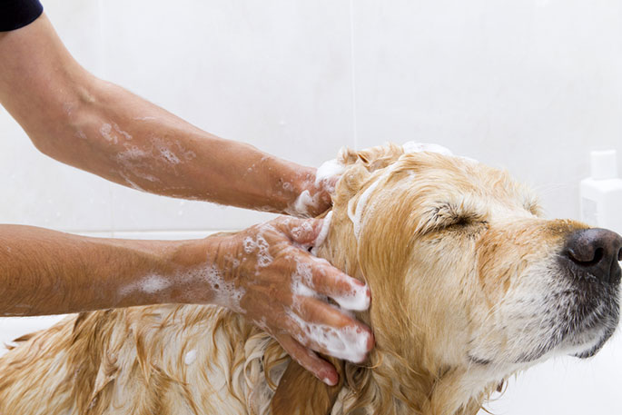 how to bath dog at home