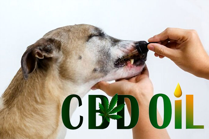 How Can Dogs Benefit From Organic Cbd Oils