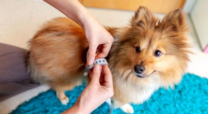 How to Take the Measurement of a dog