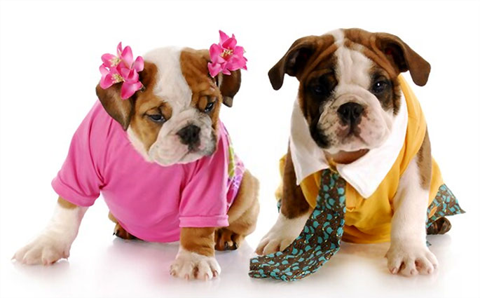 Outfits for Your Dog