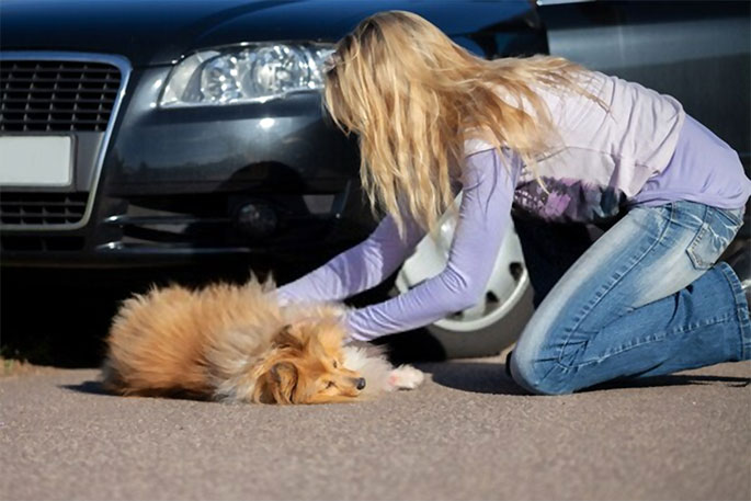 Reasons You Should Insure Your Pet