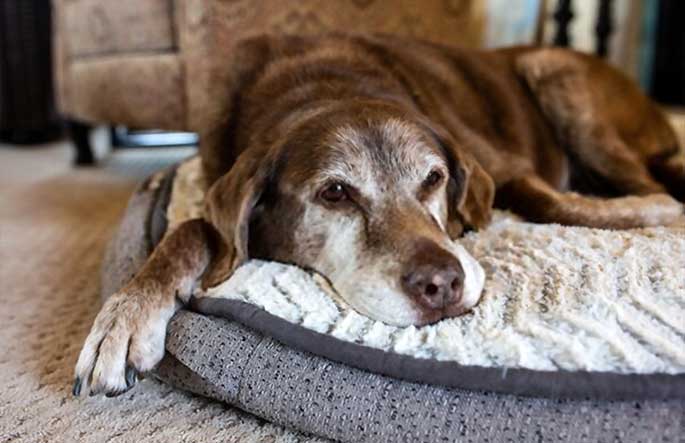 best senior dog joint supplement