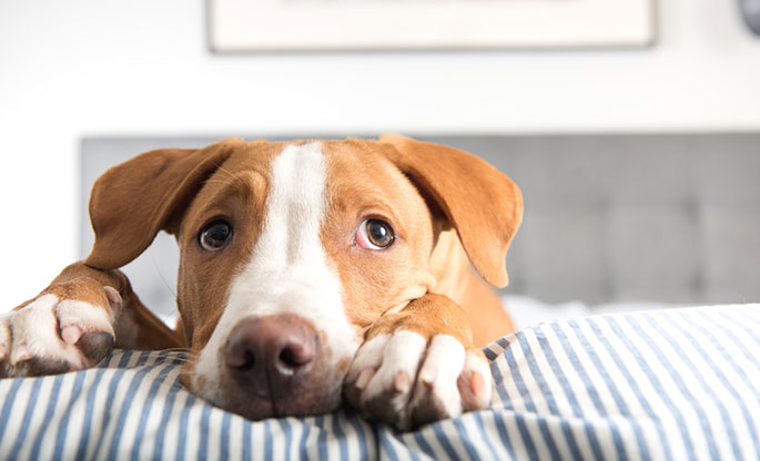 Signs Your Dog May Be Sick